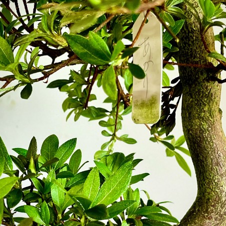 Azalea Satsuki Akari VIP