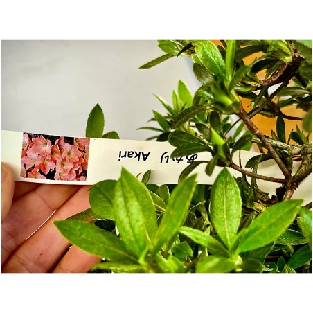 Azalea Satsuki Akari VIP