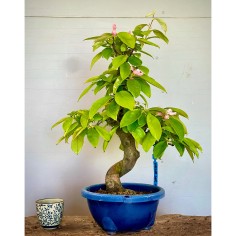 Membrillo Japones Ps4