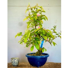 Membrillo Japones Ps1