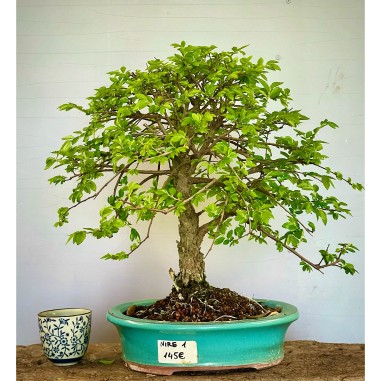 Olmo Nire Keyaki ZS1