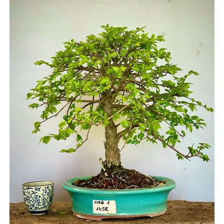 Olmo Nire Keyaki ZS1