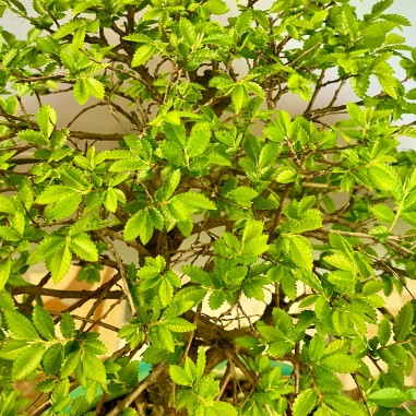 Olmo Nire Keyaki ZS1