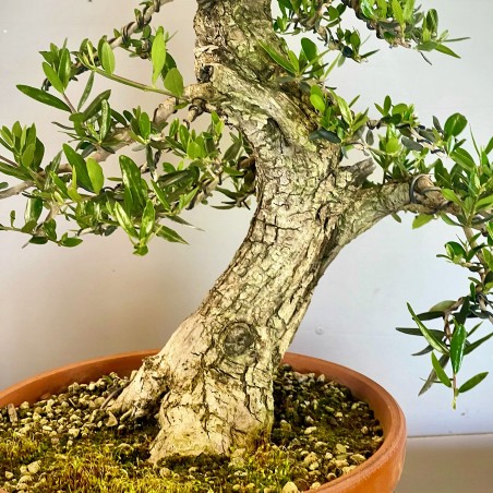 Olivo O1