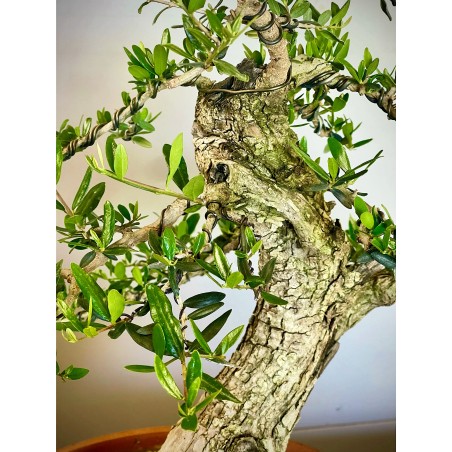 Olivo O1