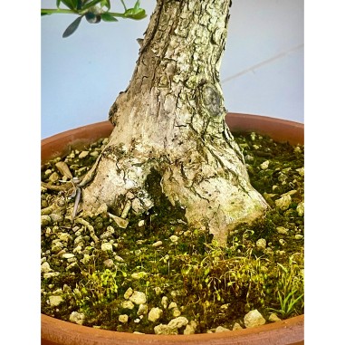 Olivo O1