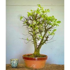 Olmo Nire Keyaki UN3