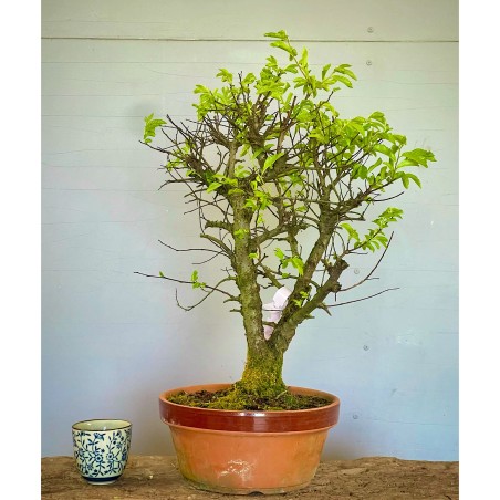 Olmo Nire Keyaki UN3