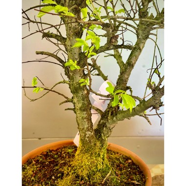 Olmo Nire Keyaki UN3