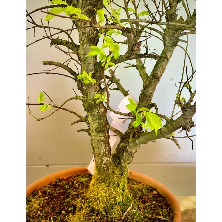 Olmo Nire Keyaki UN3