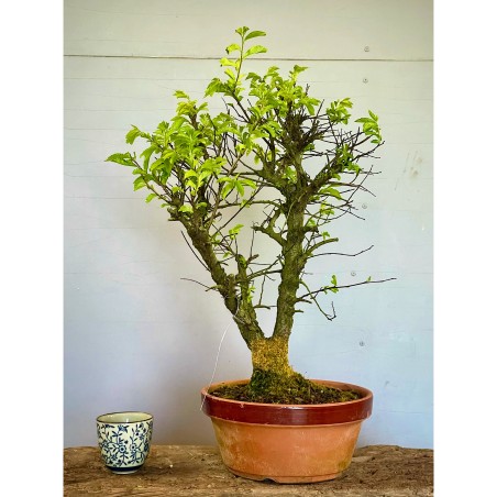 Olmo Nire Keyaki UN3