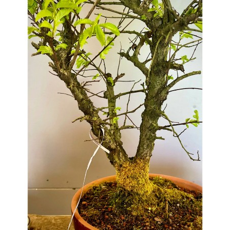 Olmo Nire Keyaki UN3