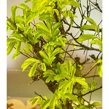 Olmo Nire Keyaki UN3