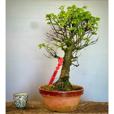 Olmo Nire Keyaki UN8