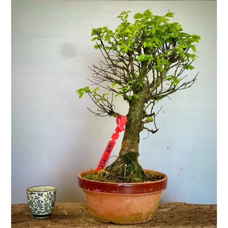 Olmo Nire Keyaki UN8