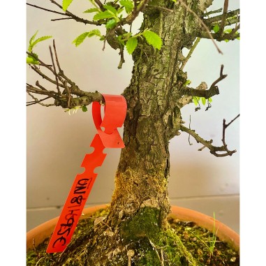 Olmo Nire Keyaki UN8