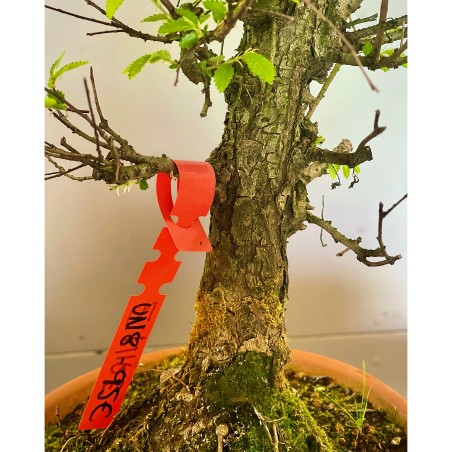 Olmo Nire Keyaki UN8