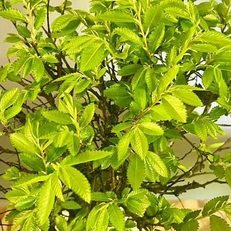 Olmo Nire Keyaki UN8