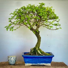 Olmo Nire Keyaki ZS4