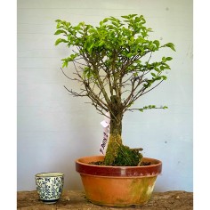 Olmo Nire Keyaki UN1