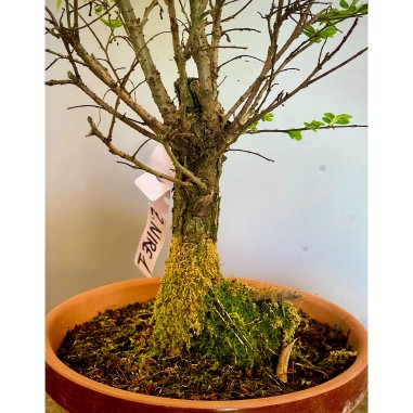 Olmo Nire Keyaki UN1