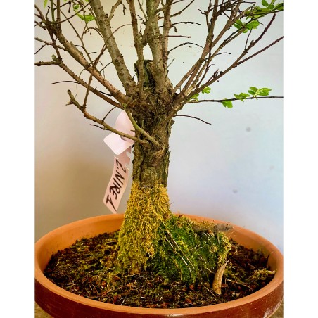 Olmo Nire Keyaki UN1