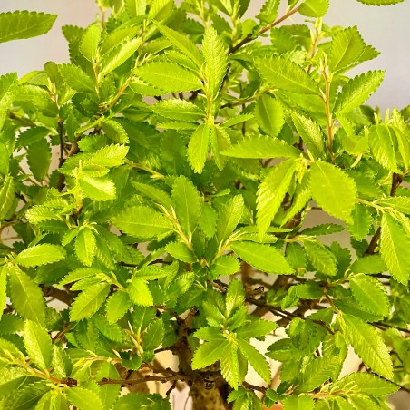 Olmo Nire Keyaki UN1