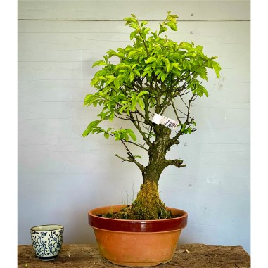 Olmo Nire Keyaki UN2