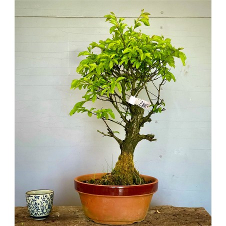 Olmo Nire Keyaki UN2