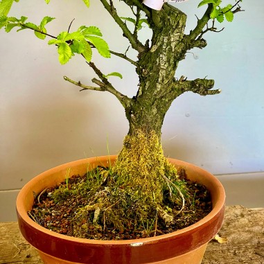 Olmo Nire Keyaki UN2