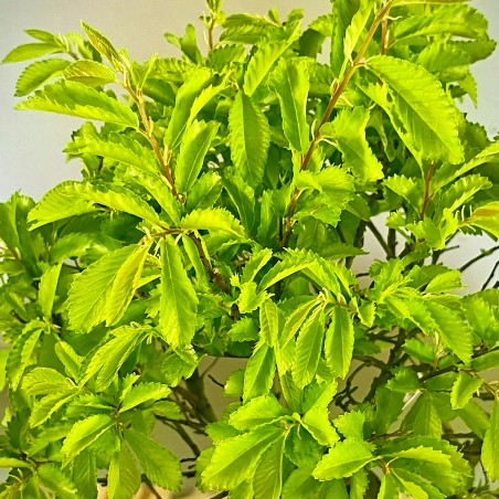 Olmo Nire Keyaki UN2