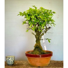 Olmo Nire Keyaki UN1