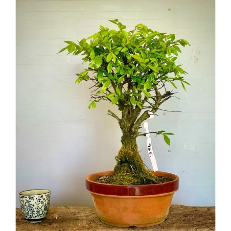 Olmo Nire Keyaki UN1