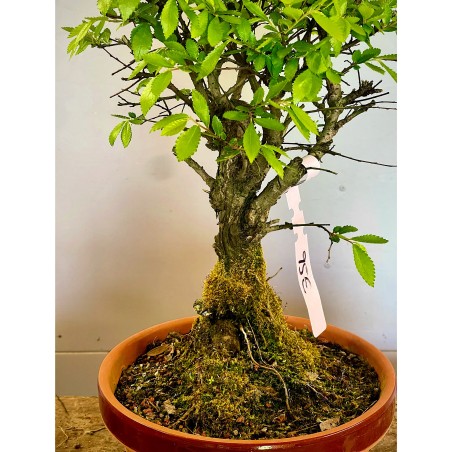 Olmo Nire Keyaki UN1