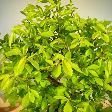 Olmo Nire Keyaki UN1