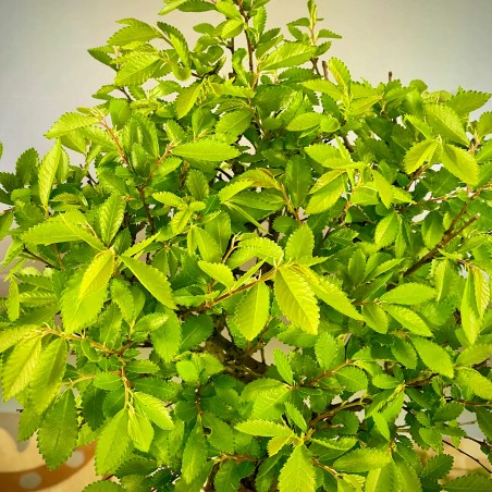 Olmo Nire Keyaki UN1