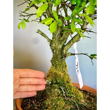 Olmo Nire Keyaki UN1