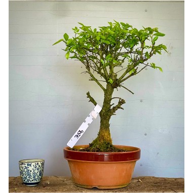 Olmo Nire Keyaki UN6