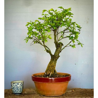 Olmo Nire Keyaki UN7