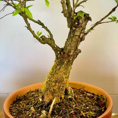 Olmo Nire Keyaki UN7