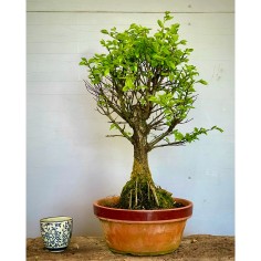 Olmo Nire Keyaki UN5