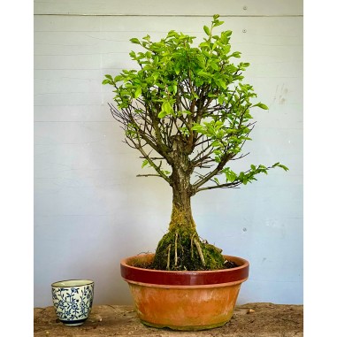 Olmo Nire Keyaki UN5