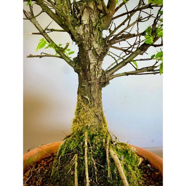 Olmo Nire Keyaki UN5