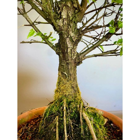 Olmo Nire Keyaki UN5