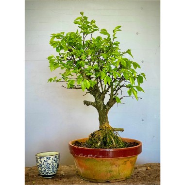 Olmo Nire Keyaki UN9