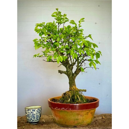 Olmo Nire Keyaki UN9