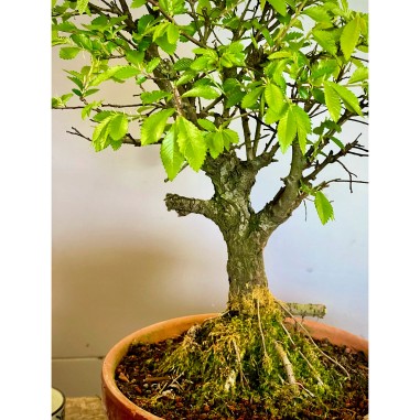 Olmo Nire Keyaki UN9