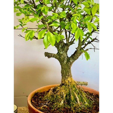 Olmo Nire Keyaki UN9