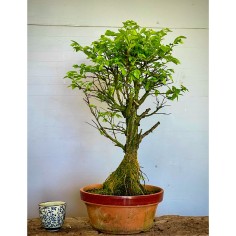 Olmo Nire Keyaki UN10