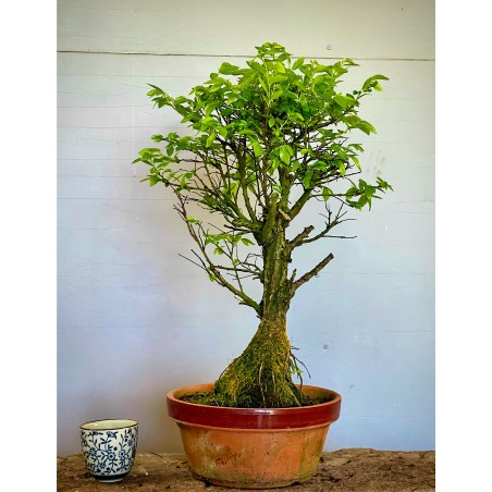 Olmo Nire Keyaki UN10